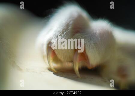 Gros plan des griffes et des ongles d'un chat Banque D'Images