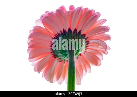 Pink Barberton Daisy est le nom commun du Gebera Jamesonii, également connu sous le nom de Transvaal ou Gerbera Daisy. La large gamme de fleurs frappantes col Banque D'Images