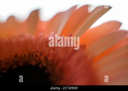 Pink Barberton Daisy est le nom commun du Gebera Jamesonii, également connu sous le nom de Transvaal ou Gerbera Daisy. La large gamme de fleurs frappantes col Banque D'Images