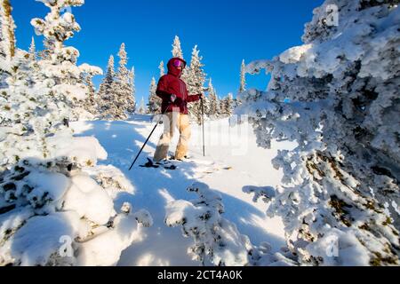 Skier ski alpin dans les hautes montagnes hiver forêt Banque D'Images