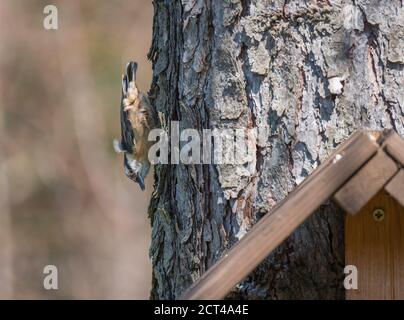 Gros plan sur le bois Nuthatch ou le nuthatch eurasien, grimpant sur le tronc de mélèze avec la tête vers le bas. Arrière-plan bokeh vert, espace de copie. Banque D'Images