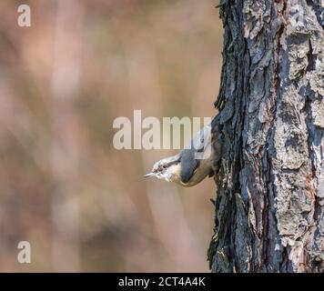 Gros plan sur le bois Nuthatch ou le nuthatch eurasien, grimpant sur le tronc de mélèze avec la tête vers le bas. Arrière-plan bokeh vert, espace de copie. Banque D'Images