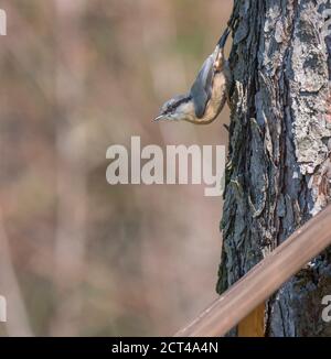 Gros plan sur le bois Nuthatch ou le nuthatch eurasien, grimpant sur le tronc de mélèze avec la tête vers le bas. Arrière-plan bokeh vert, espace de copie. Banque D'Images