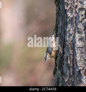 Gros plan sur le bois Nuthatch ou le nuthatch eurasien, grimpant sur le tronc de mélèze avec la tête vers le bas. Arrière-plan bokeh vert, espace de copie. Banque D'Images