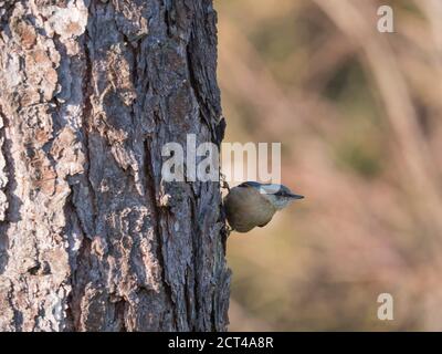 Gros plan sur le bois Nuthatch ou le nuthatch eurasien, grimpant sur le tronc de mélèze avec la tête vers le bas. Arrière-plan bokeh vert, espace de copie. Banque D'Images