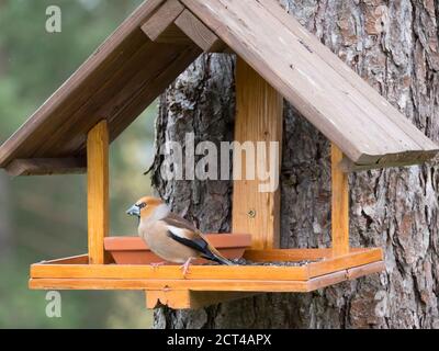 Gros plan mâle Hawfinch, Coccothrautes coccothrautes oiseau perché sur la table de mangeoire à oiseaux avec des graines de tournesol. Concept d'alimentation des oiseaux. Mise au point sélective Banque D'Images