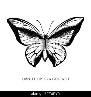 Ensemble vectoriel de papillons noirs et blancs dessinés à la main Illustration de Vecteur