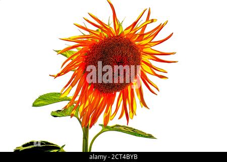 Marguerites jaunes sur fond blanc Banque D'Images