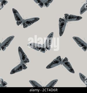 Motif sans couture avec aile d'oiseaux stylisée de rajah brooke dessinée à la main Illustration de Vecteur