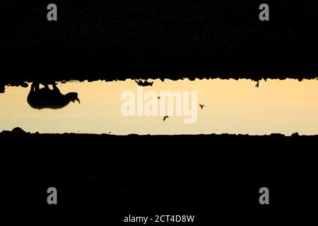 Un rhinocéros dans un trou d'eau au coucher du soleil, Okaukuejo, Parc national d'Etosha, Namibie. Banque D'Images