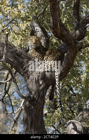 Un léopard regarde de sa position élevée dans un arbre à Okaukuejo, parc national d'Etosha, Namibie. Banque D'Images