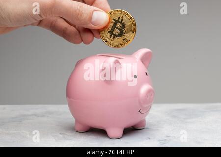 Tirelire pour bitcoins. Un homme tient une monnaie dans ses mains et met le bitcoin dans une banque de porc sur un fond gris. Banque D'Images