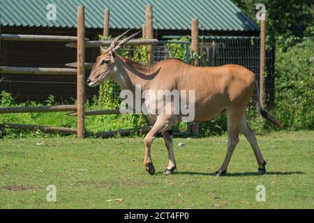 Eland mâle commun (Tragelaphos oryx), Bristol Royaume-Uni. Juillet 2019 Banque D'Images