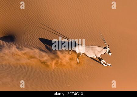 Un Oryx ou Gemsbok à Sossusvlei, Namibie. Banque D'Images