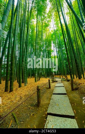 Forêt de bambou au guarden traditionnel Banque D'Images