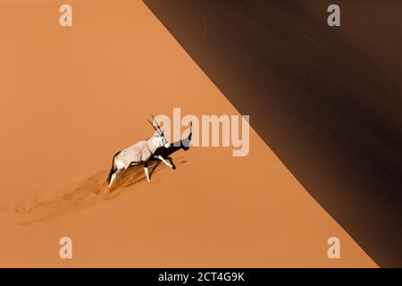 Un Oryx ou Gemsbok à Sossusvlei, Namibie. Banque D'Images