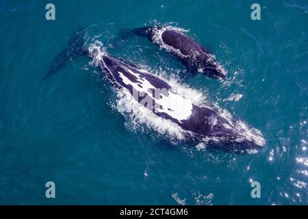 Aérienne - Mira la baleine noire du sud avec un feu blanc distinctif à l'arrière, repéré dans les eaux d'Hermanus avec un veau nouveau-né Banque D'Images