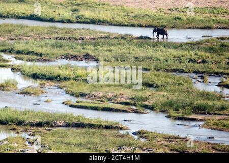Éléphants traversant une rivière dans le parc national Kruger, Afrique du Sud. Banque D'Images
