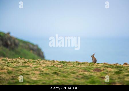 Lapin sur l'île Skomer, parc national de la côte de Pembrokeshire, pays de Galles, Royaume-Uni Banque D'Images