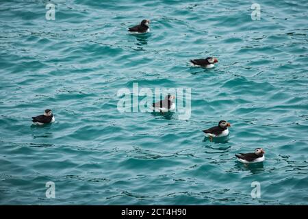 Puffins à North Haven, Skomer Island, Pembrokeshire Coast National Park, pays de Galles, Royaume-Uni Banque D'Images