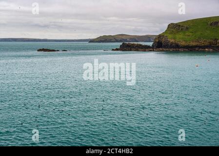 Puffins à North Haven, Skomer Island, Pembrokeshire Coast National Park, pays de Galles, Royaume-Uni Banque D'Images