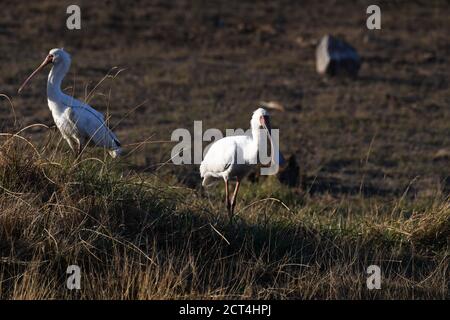 Oiseau de bec-de-bec africain dans le parc national de Pilanesberg, Afrique du Sud Banque D'Images