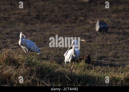Oiseau de bec-de-bec africain dans le parc national de Pilanesberg, Afrique du Sud Banque D'Images