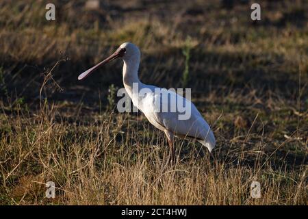 Oiseau de bec-de-bec africain dans le parc national de Pilanesberg, Afrique du Sud Banque D'Images