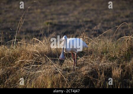 Oiseau de bec-de-bec africain dans le parc national de Pilanesberg, Afrique du Sud Banque D'Images