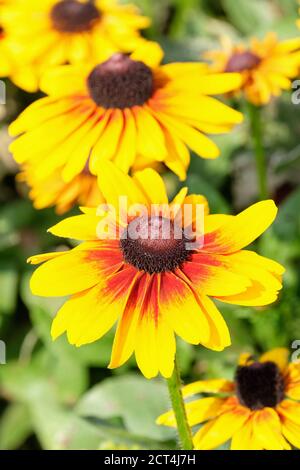 Rudbeckia 'mileyZ brillant'. Susan SmileyZ Brilliant aux yeux noirs. Gloriosa Daisy 'MileyZ Brilliant'. Fleurs jaunes avec région centrale orange-rouge Banque D'Images