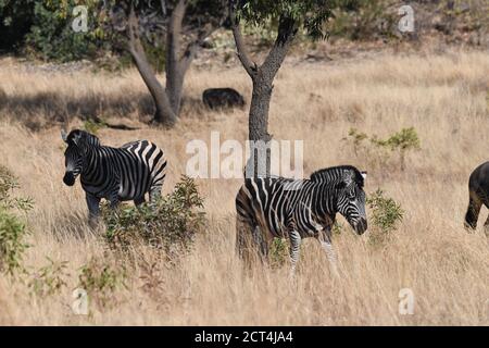 Zèbres dans le parc national de Pilanesberg, Afrique du Sud Banque D'Images