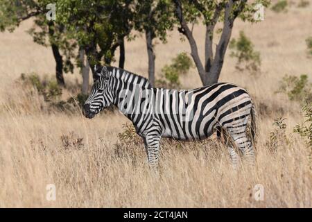 Zebra dans le parc national de Pilanesberg, Afrique du Sud Banque D'Images