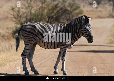 Zebra dans le parc national de Pilanesberg, Afrique du Sud Banque D'Images