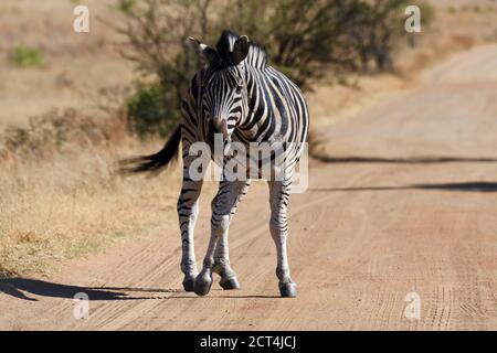 Zebra dans le parc national de Pilanesberg, Afrique du Sud Banque D'Images