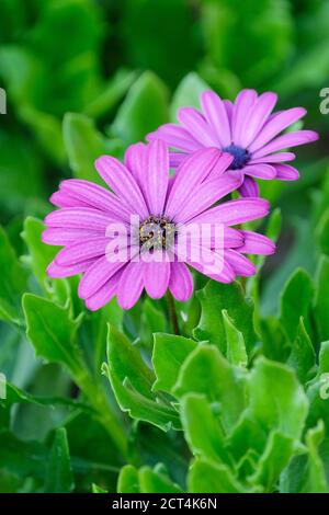 Riche pâquerette rose foncé d'Osteospermum 'Violet de Nairobi'. Marguerite africaine 'Violet Nairobi'. Violet Tresco Banque D'Images