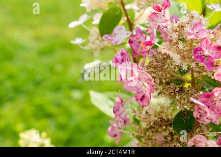 Fleurs d'hortensia roses sur fond vert Banque D'Images