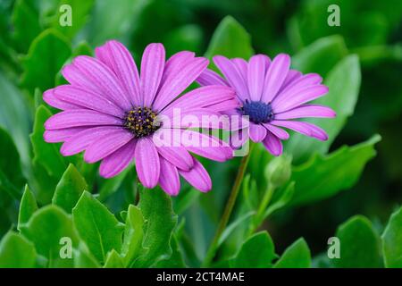 Riche pâquerette rose foncé d'Osteospermum 'Violet de Nairobi'. Marguerite africaine 'Violet Nairobi'. Violet Tresco Banque D'Images