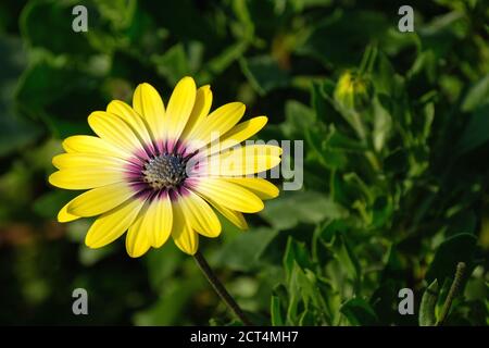 Osteospermum « Beauté aux yeux bleus ». Osteospermum 'Balostlueye'. Marguerite africaine « Beauté aux yeux bleus ». Cape Daisy « Beauté aux yeux bleus » Banque D'Images