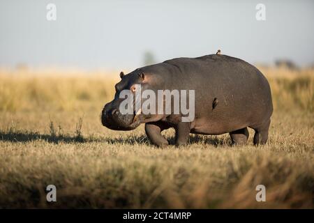 Une image détaillée d'un hippopotame dans le parc national de Chobe, Botswana. Banque D'Images