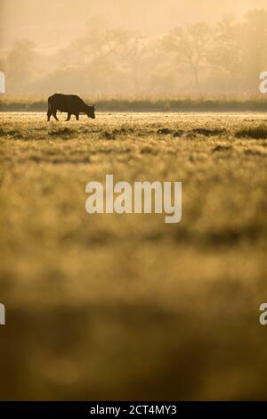 Un Buffalo africain dans le parc national de Chobe, Botswana. Banque D'Images