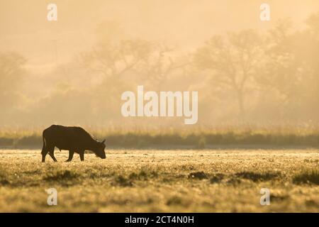 Un Buffalo africain dans le parc national de Chobe, Botswana. Banque D'Images