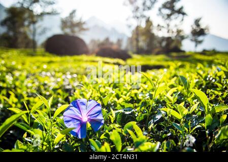 Fleur pourpre et feuilles de thé vert gros plan avec les montagnes, Munnar dans les montagnes des Ghats occidentaux, Kerala, Inde Banque D'Images