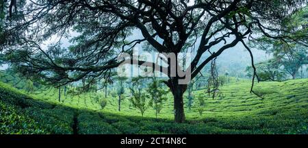 Le paysage des plantations de thé près de Munnar dans les montagnes de Ghats, Kerala, Inde Banque D'Images