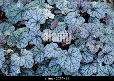 Heuchera Silver Scrolls Banque D'Images