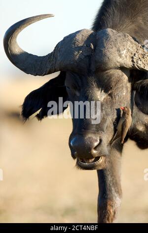 A Cape Buffalo dans le parc national de Chobe, Kasane, Botswana. Banque D'Images