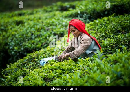 Cueilleurs de thé cueillant des feuilles de thé dans des plantations de thé dans le paysage des montagnes à Munnar, Western Ghats Mountains, Kerala, Inde Banque D'Images