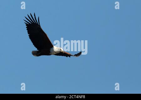 Un Aigle à poissons africains glisse au-dessus du parc national de Chobe, Kasane, Botswana. Banque D'Images