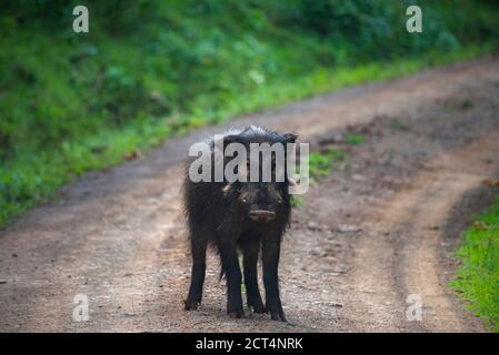 Hog (Hylochoerus meinertzhageni) dans le parc national d'Aberdare, Kenya Banque D'Images