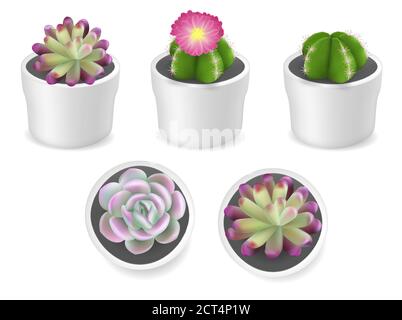 Cactus et plantes succulentes en pots, illustration à vecteur isolé Illustration de Vecteur