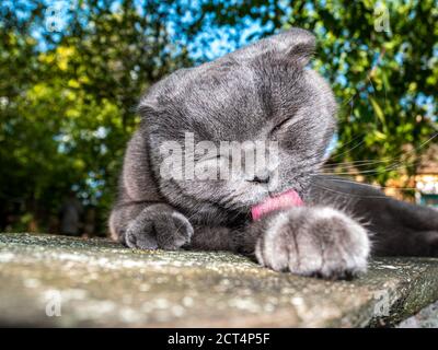 Scottish Fold Cat lèche sa patte avec sa langue. Pliure écossaise grise. Race de chat britannique. Chaton avec les yeux fermés. Animaux de compagnie. Prédateurs de la famille des chatons. Banque D'Images